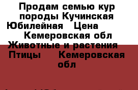 Продам семью кур породы Кучинская-Юбилейная › Цена ­ 4 000 - Кемеровская обл. Животные и растения » Птицы   . Кемеровская обл.